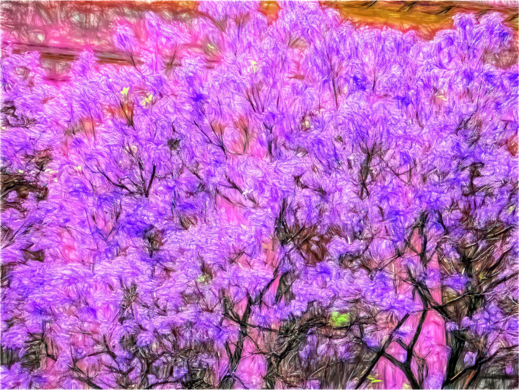 Jacaranda Obsession