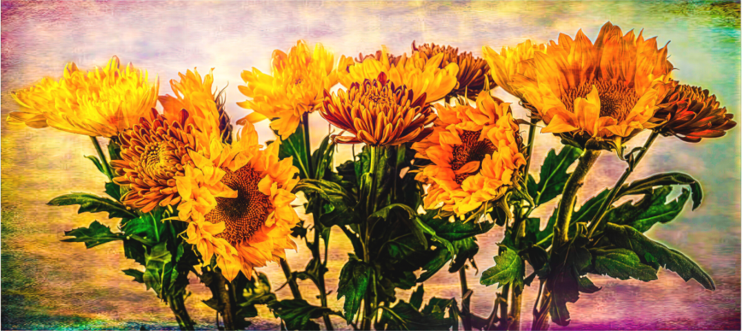 Panoramic Sunflowers Symphony