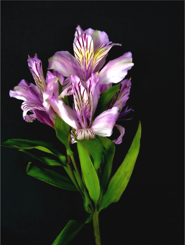 Flower Love