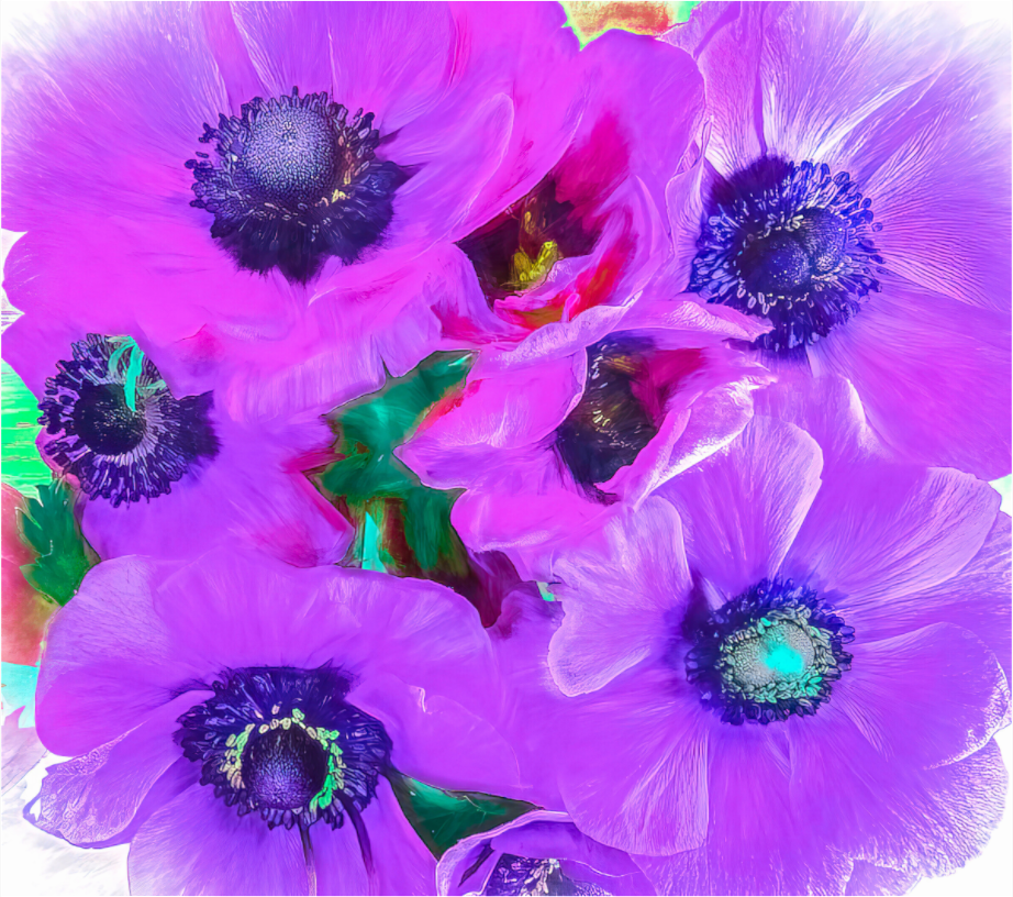Anemone Dream