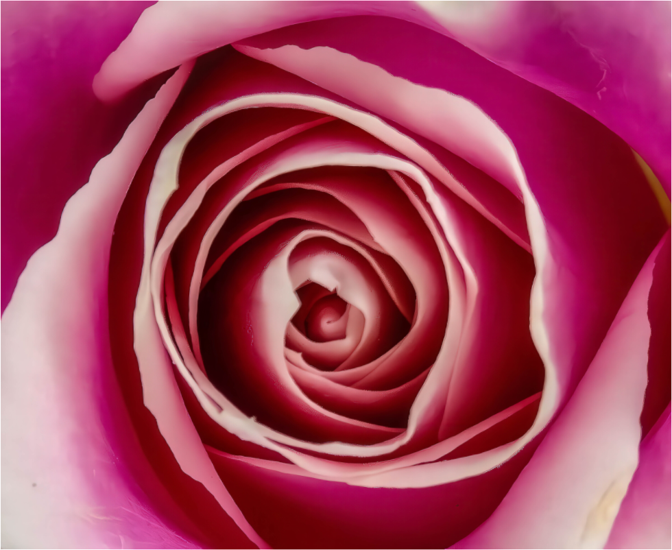 A Rose is a Rose is a Rose