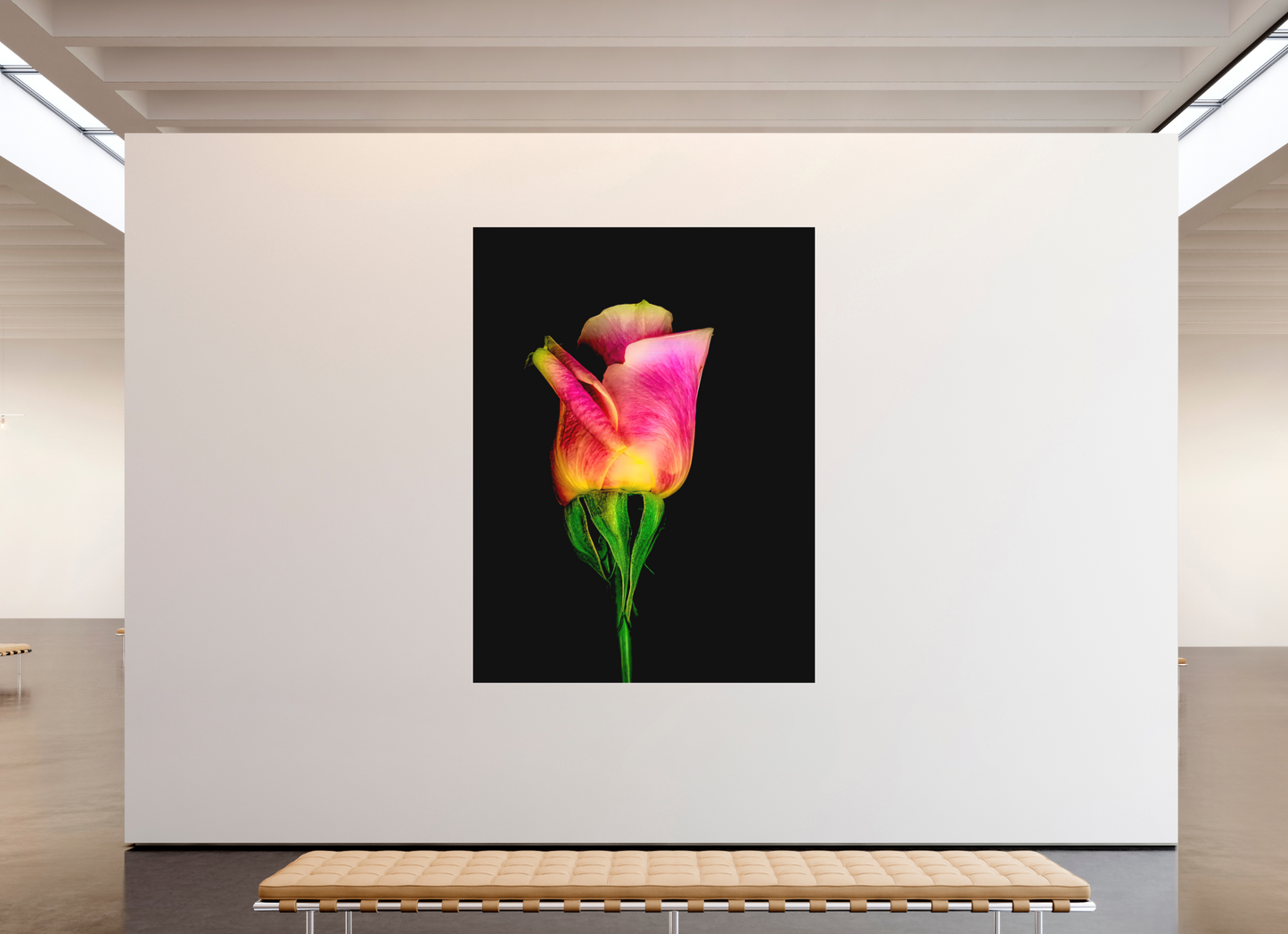 A Simple Rose