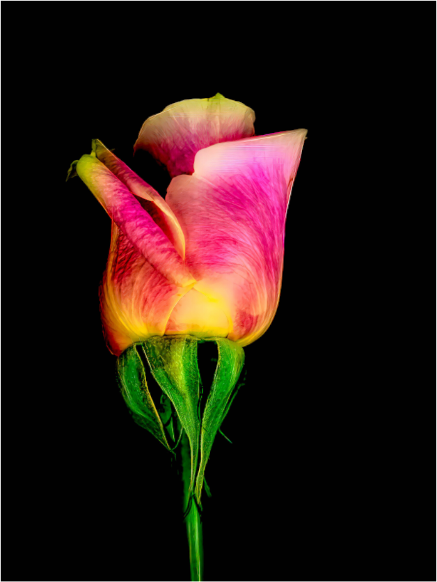 A Simple Rose