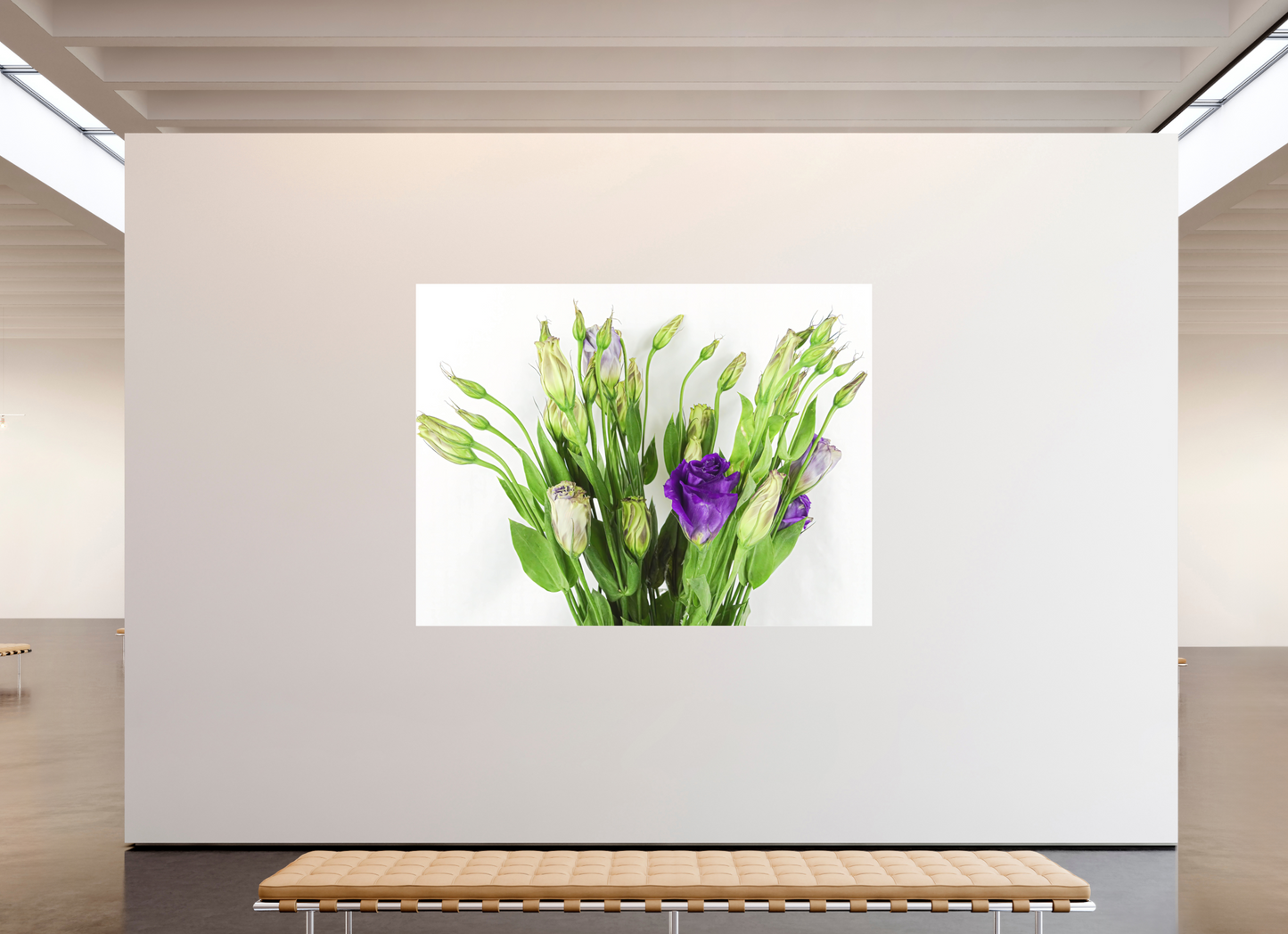 Purple Beauties (White Background)
