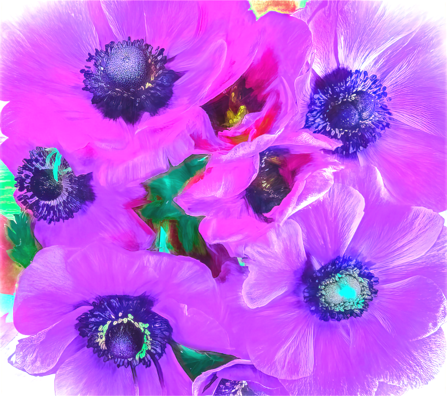 Anemone Dream