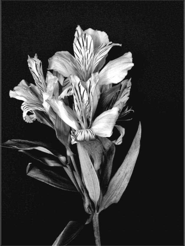 Flower Love in Black and White