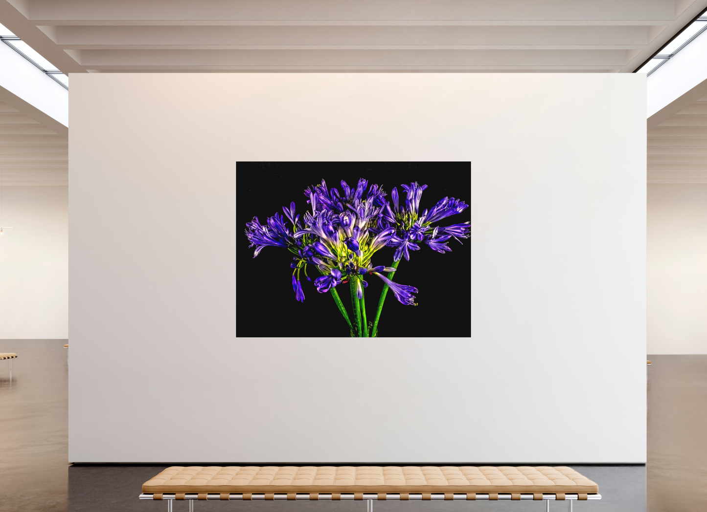 Agapanthus