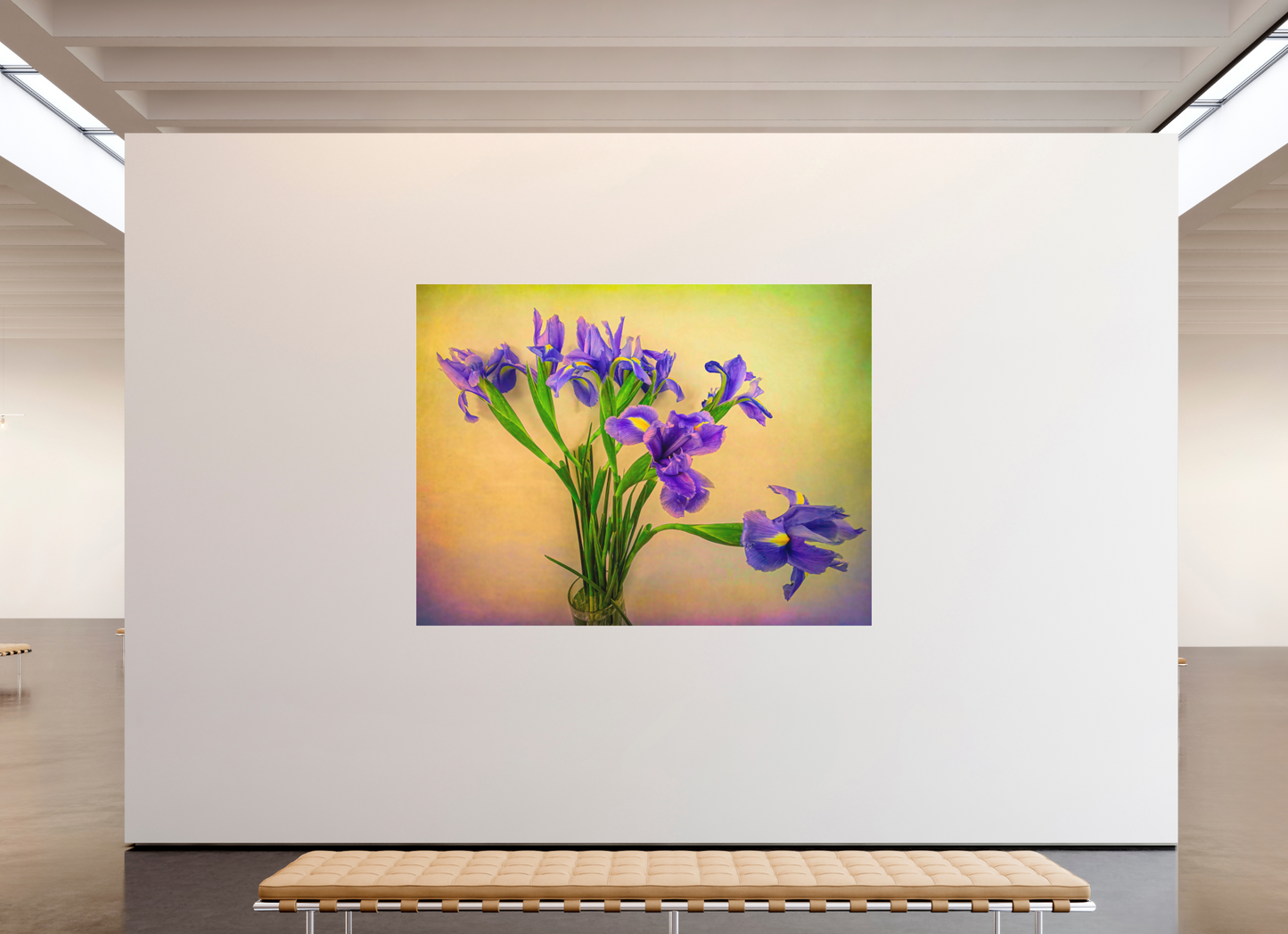 Panoramic Iris Melody