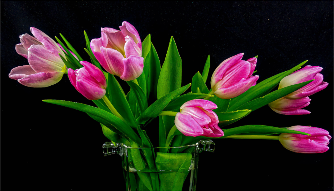Tulip Dream