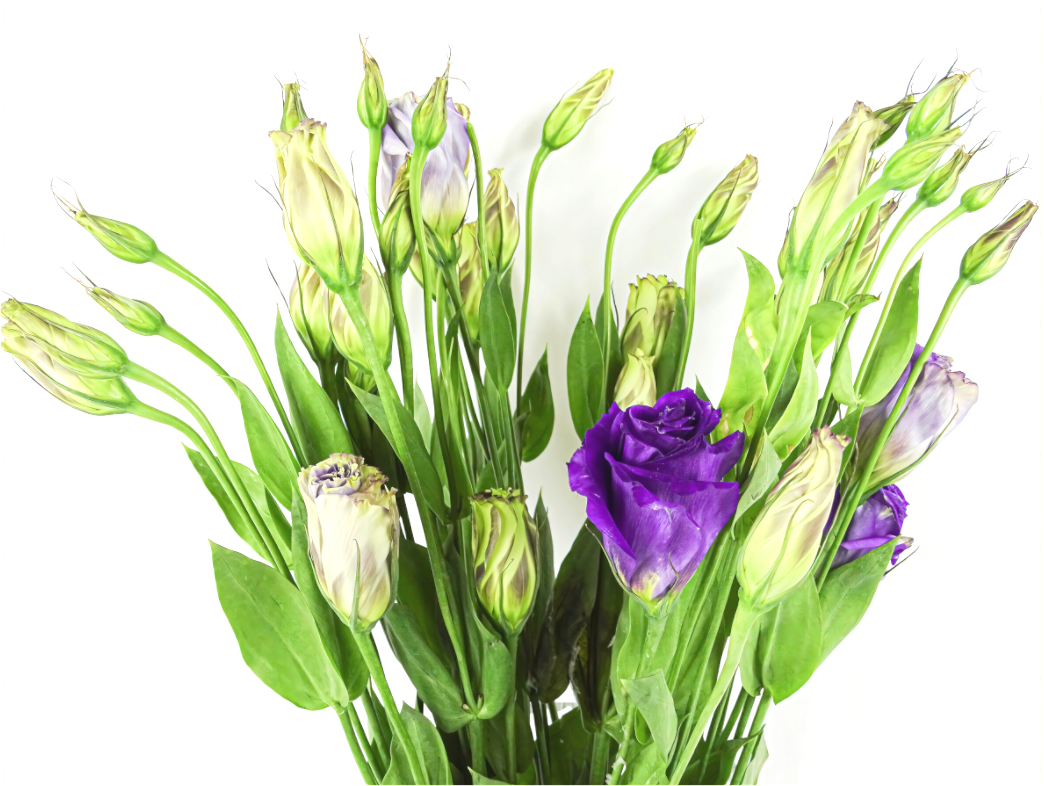 Purple Beauties (White Background)