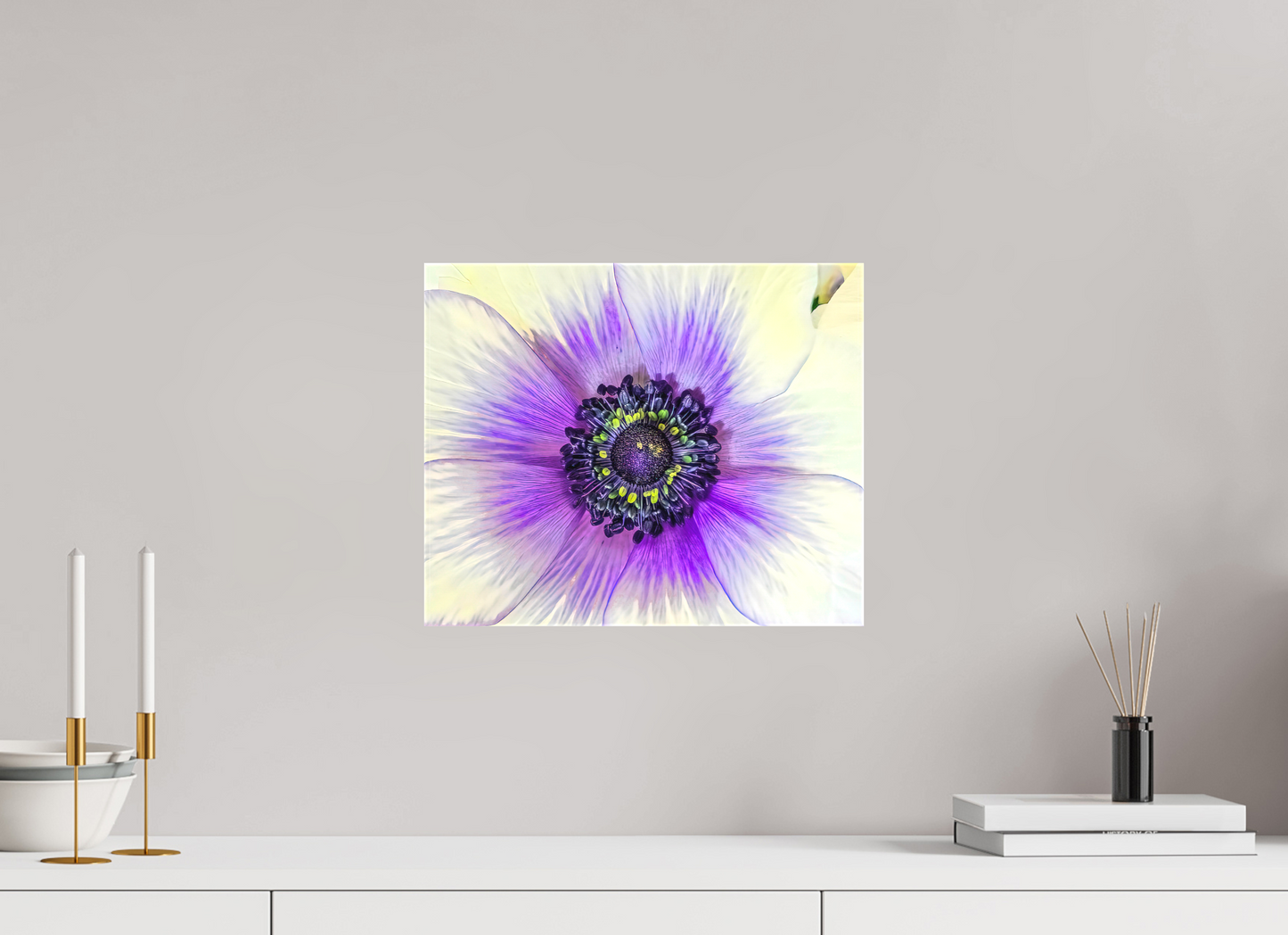 Anemone Splendor