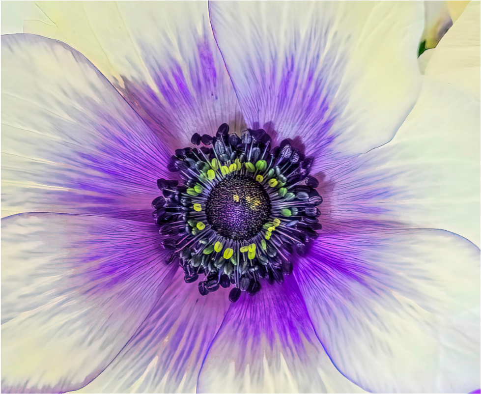 Anemone Splendor