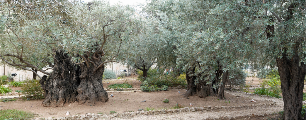 Mount of Olives