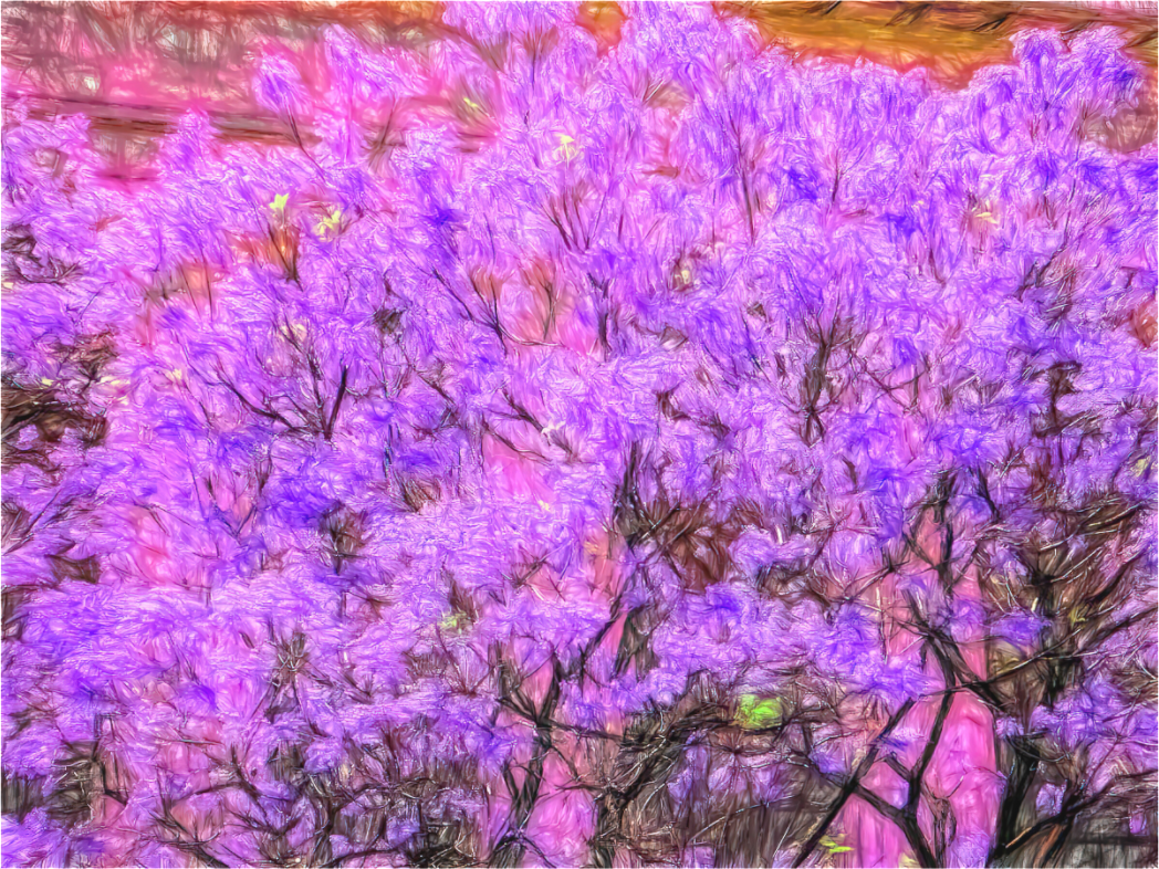 Panoramic Jacaranda Obsession