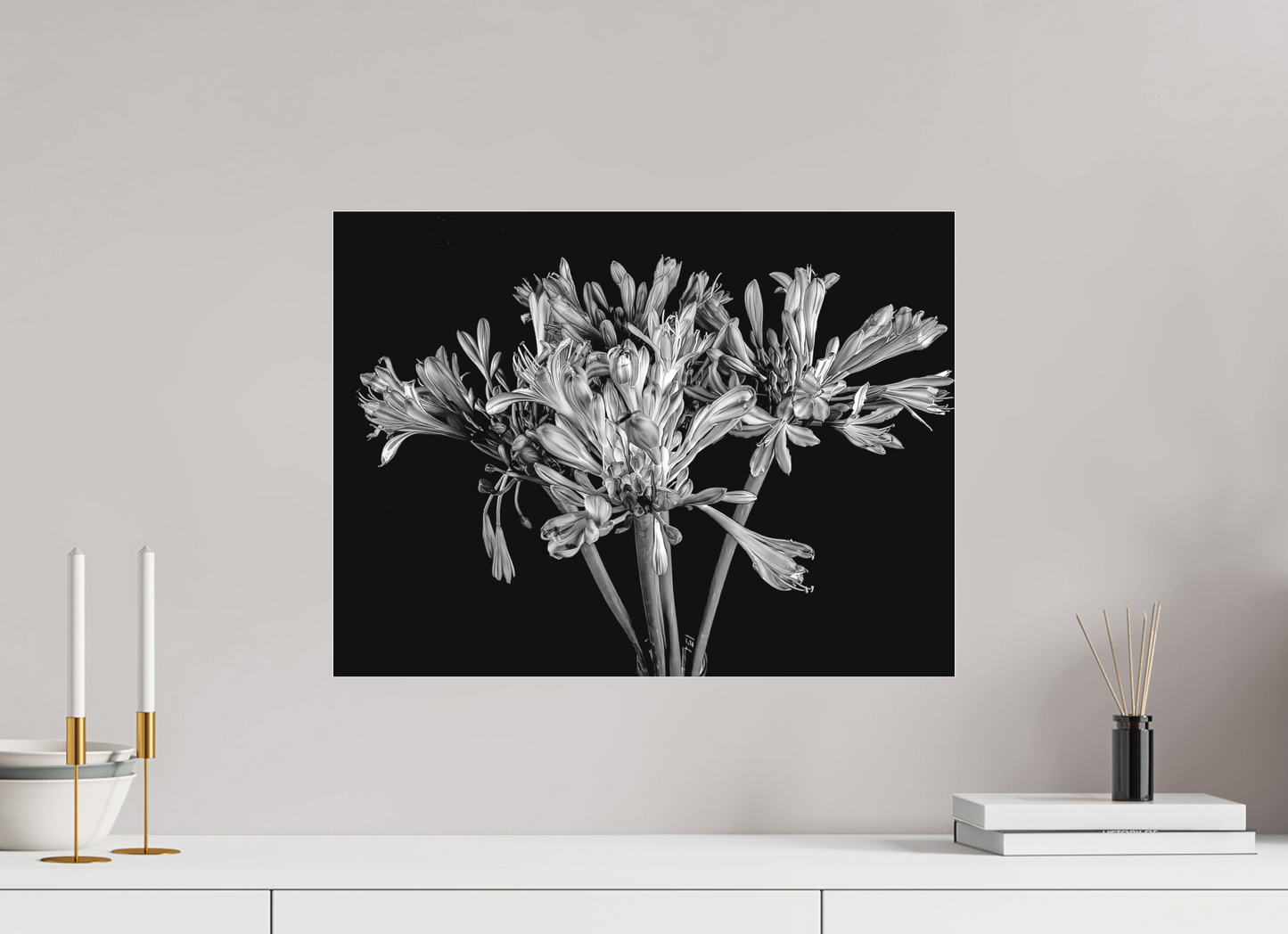 Agapanthus in Black and White