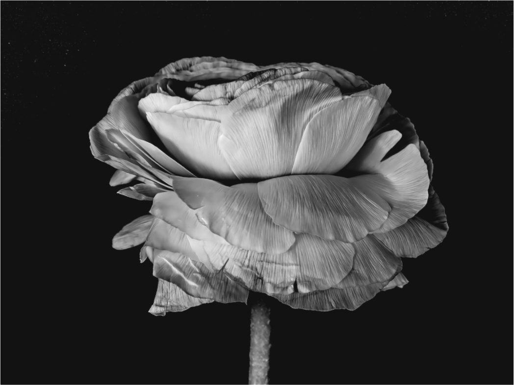 Flower Friendship