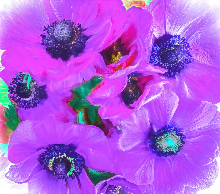 Panoramic Anemone Dream