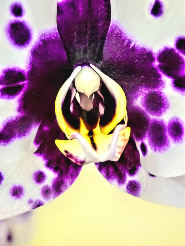 Hopeful Orchid