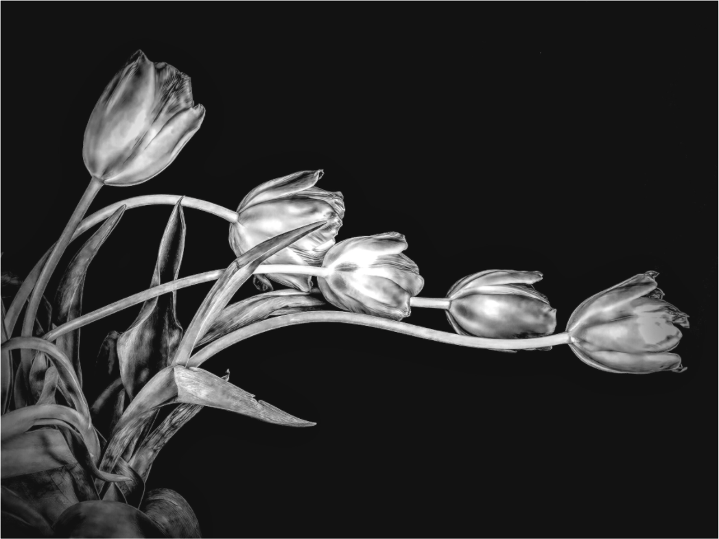Dancing Tulips in Black and White