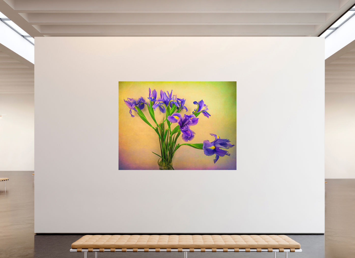 Panoramic Iris Melody