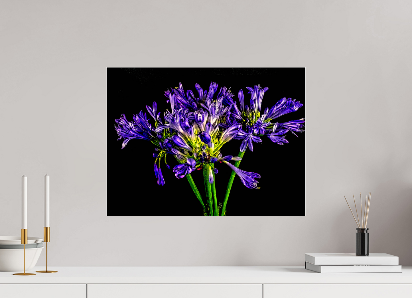 Agapanthus