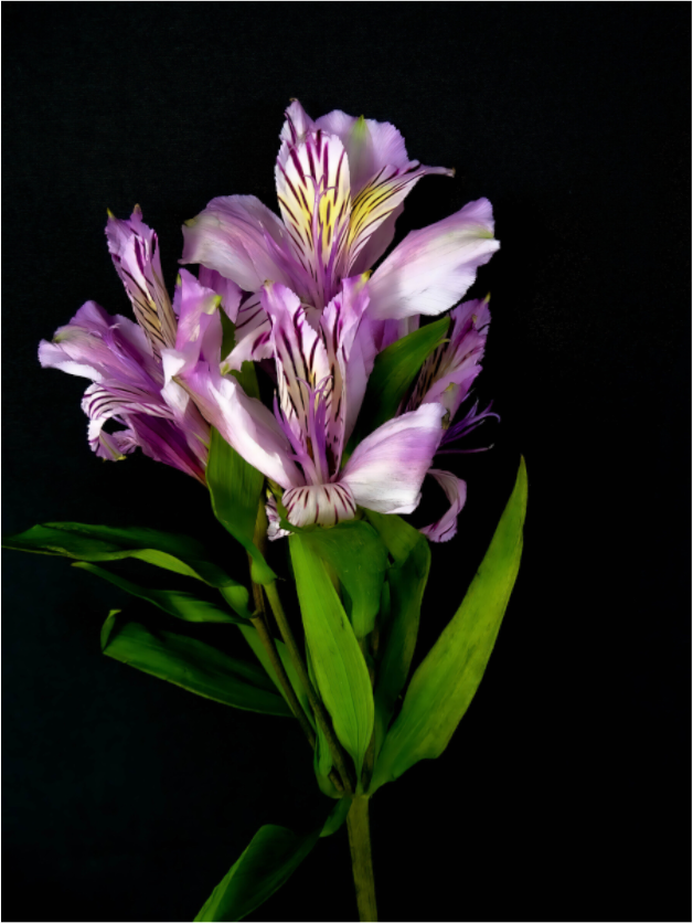 Flower Love