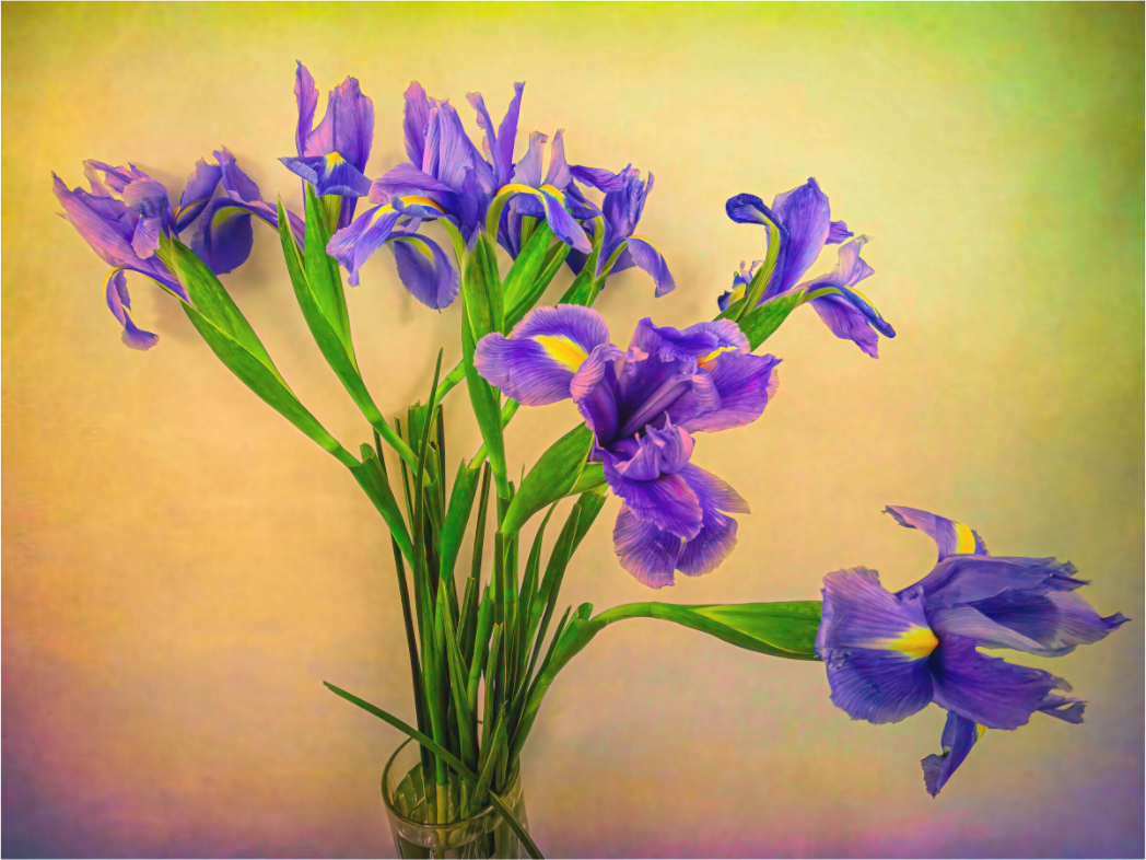 Panoramic Iris Melody