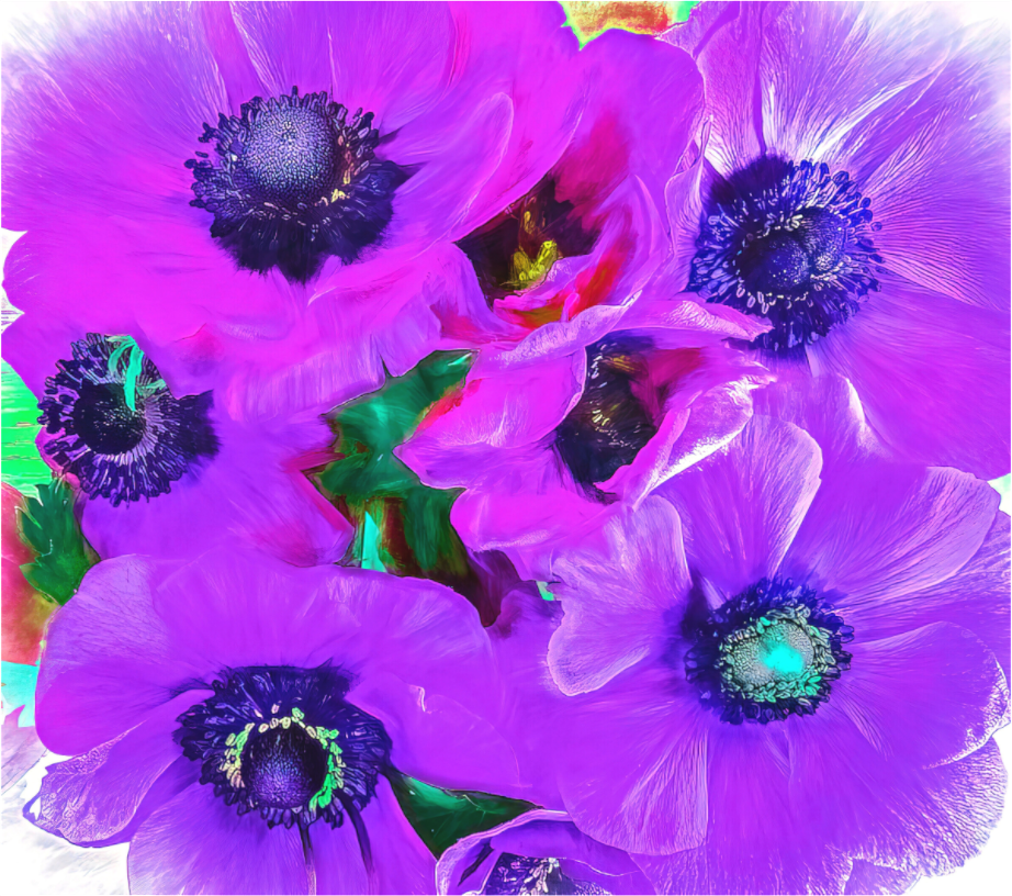 Panoramic Anemone Dream