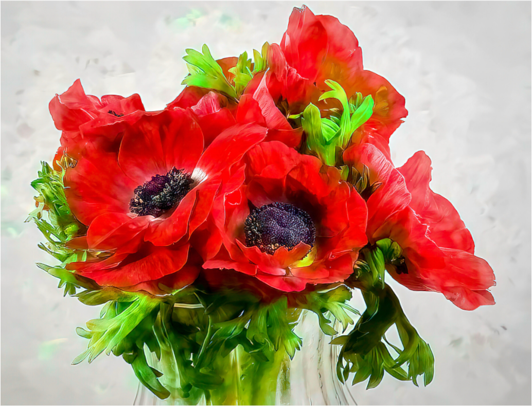 Anemone Paradise