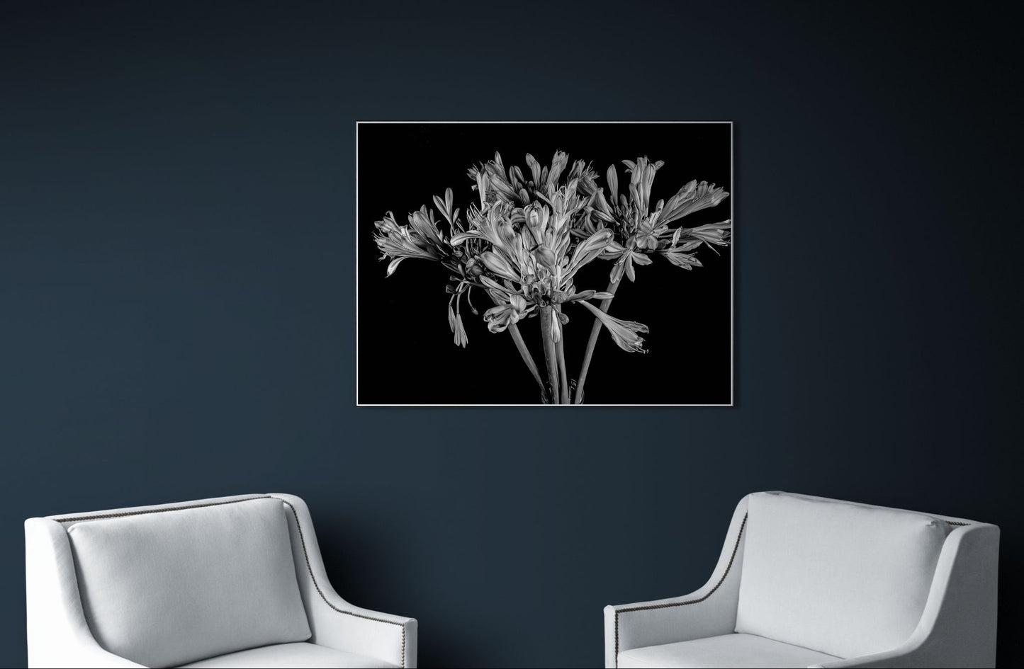 Agapanthus in Black and White