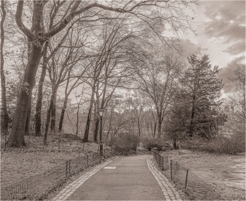 Winter Morning in Central Park