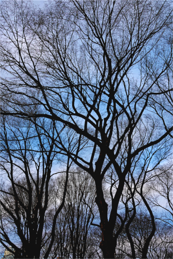Winter Dawning