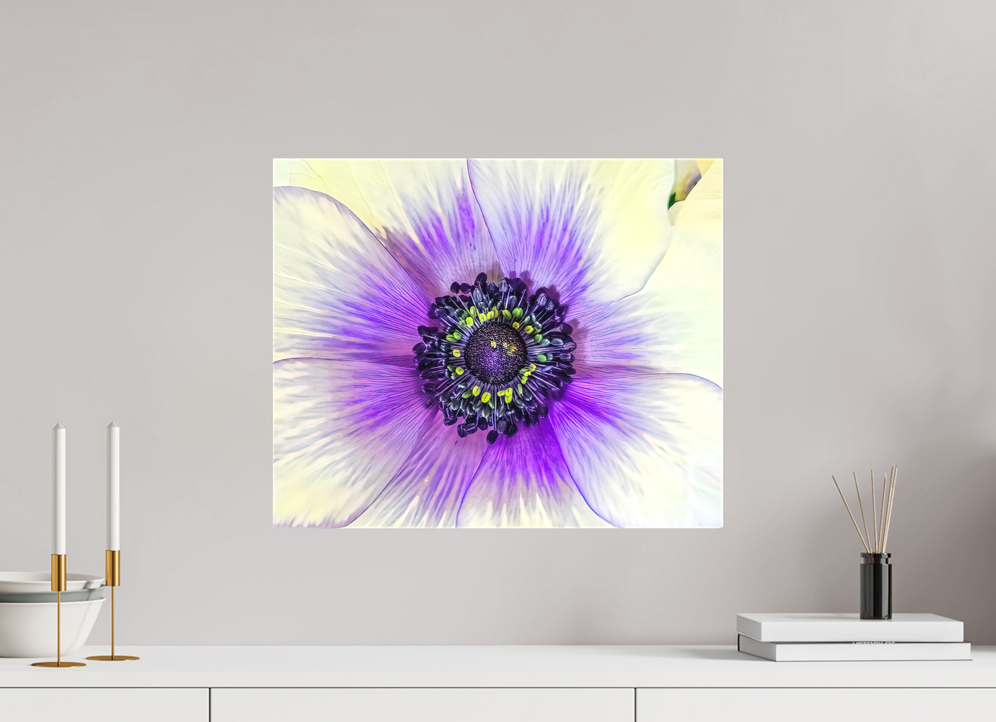 Anemone Splendor