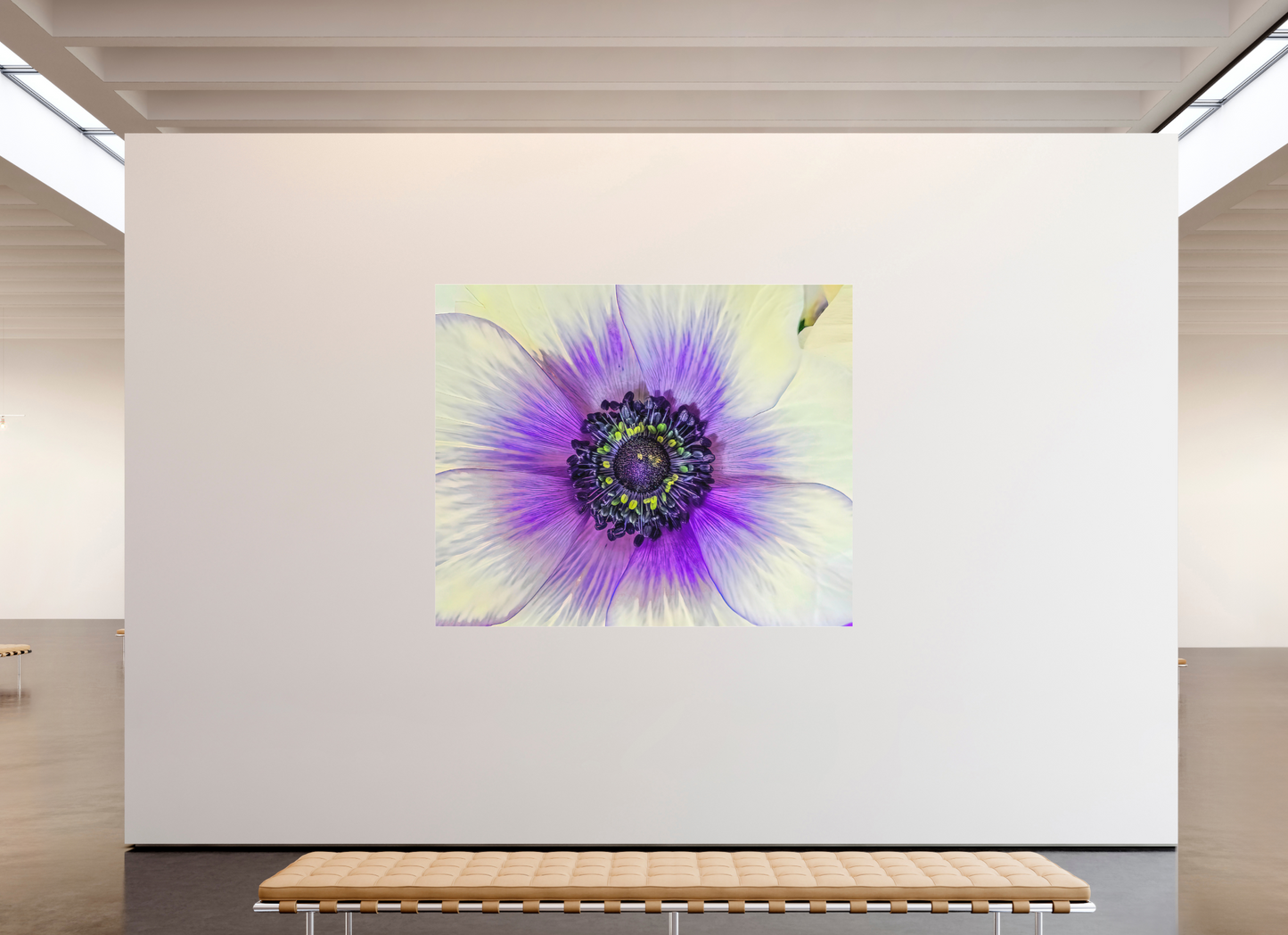 Anemone Splendor