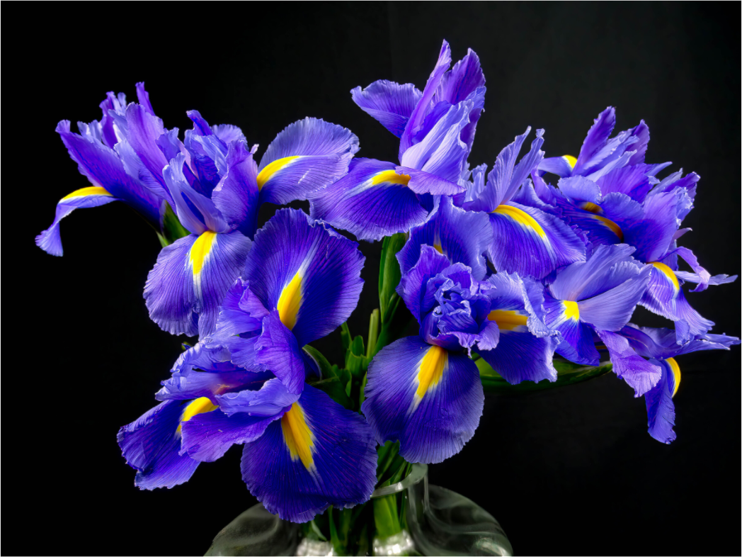 Iris in Love