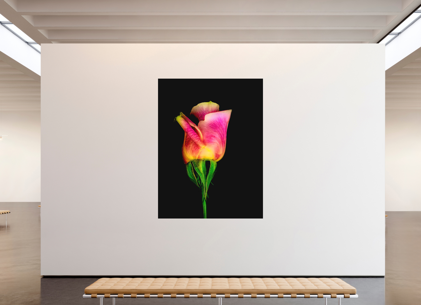 A Simple Rose
