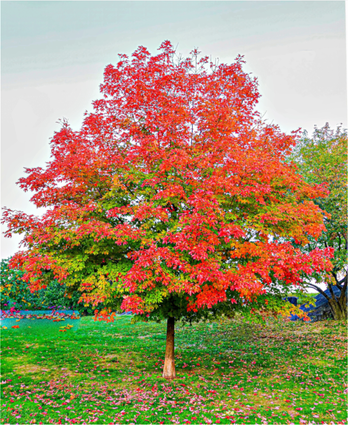 Tree of Life