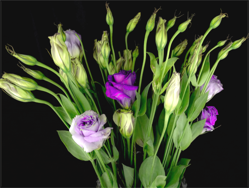 Purple Beauties
