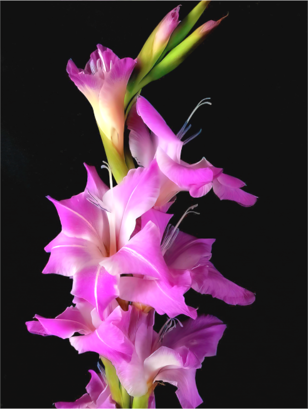 Standing Gladiolus