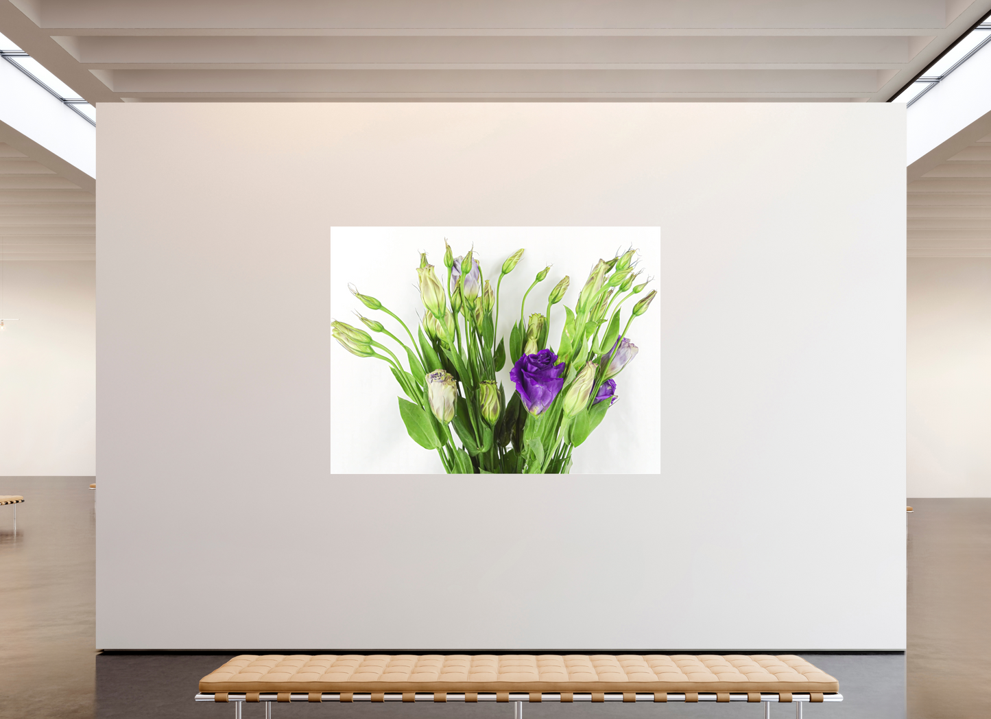 Purple Beauties (White Background)