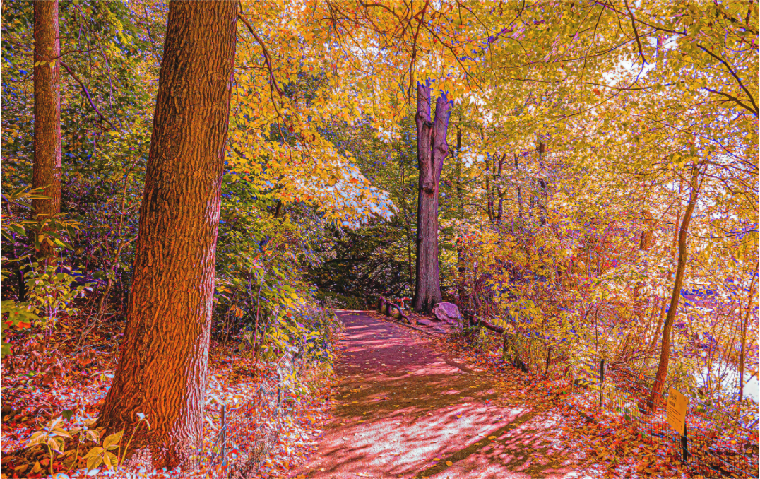 Panoramic Fall at New York's Central Park