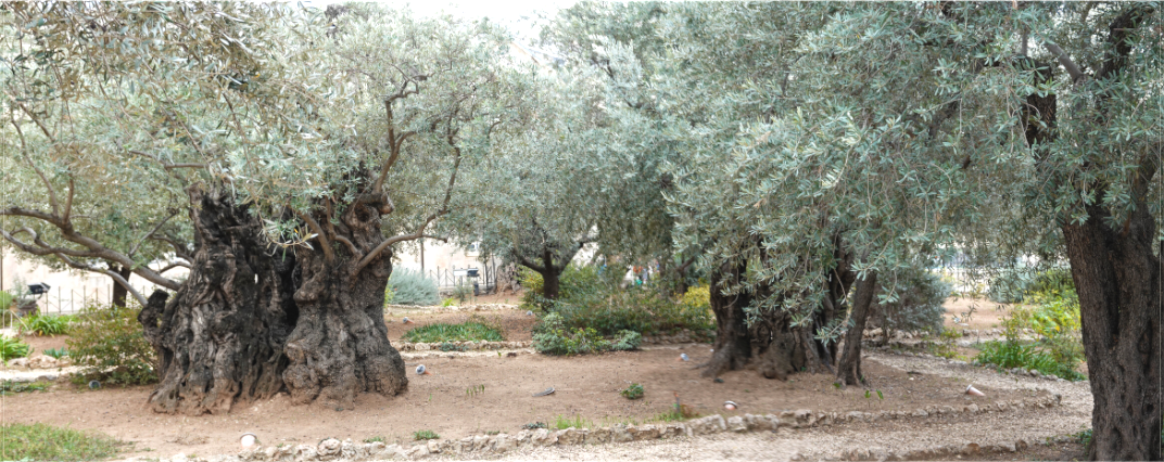 Mount of Olives
