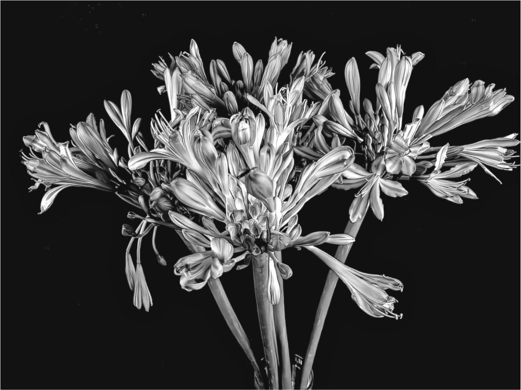 Agapanthus in Black and White