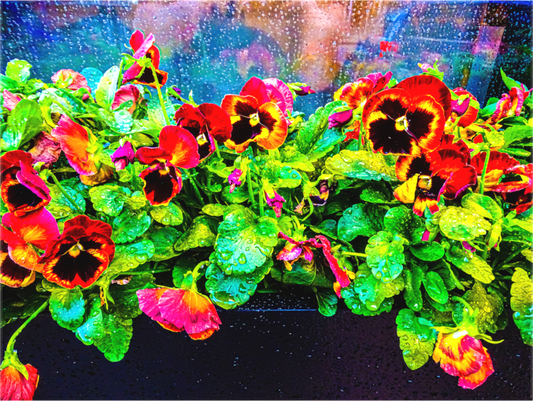 Flowers in the Rain