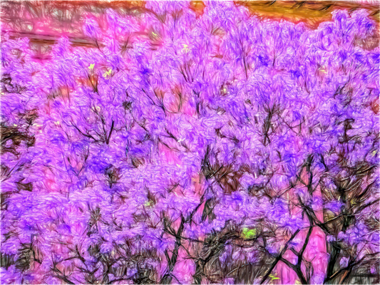 Jacaranda Obsession