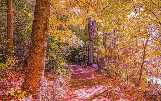 Fall at New York's Central Park