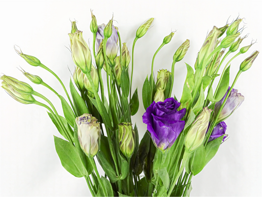 Purple Beauties (White Background)