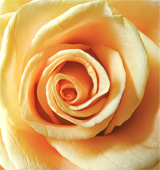 Yellow Rose