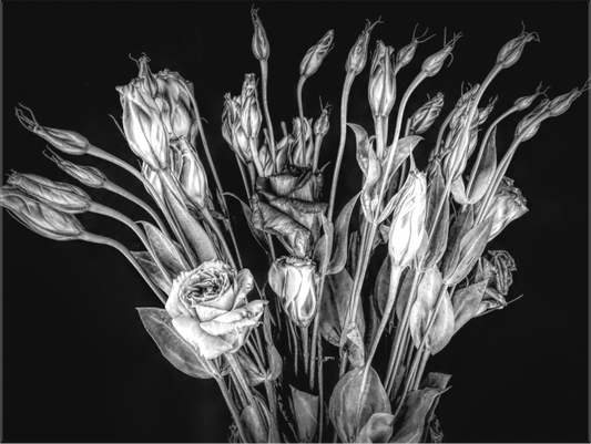 In Bloom
