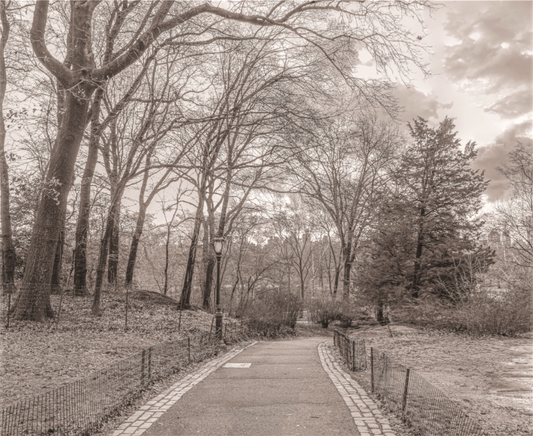 Winter Morning in Central Park